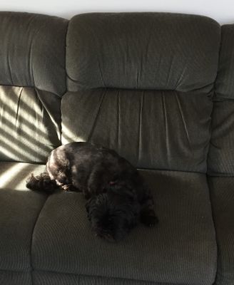 chumley hogging the couch (2).jpg