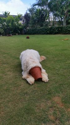 "Don't let your dog become a pothead" No animals were harmed in the making of this photo, Dusty did this entirely on her own.