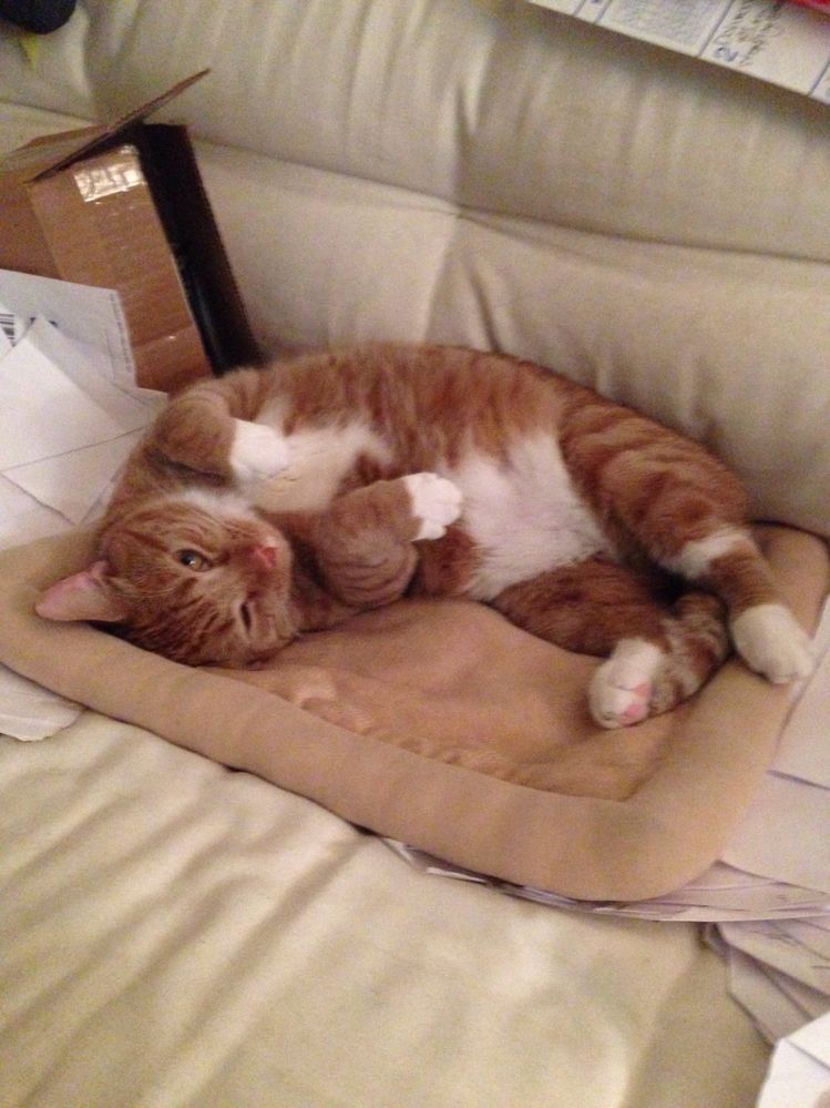 Cute As A Button Trevor