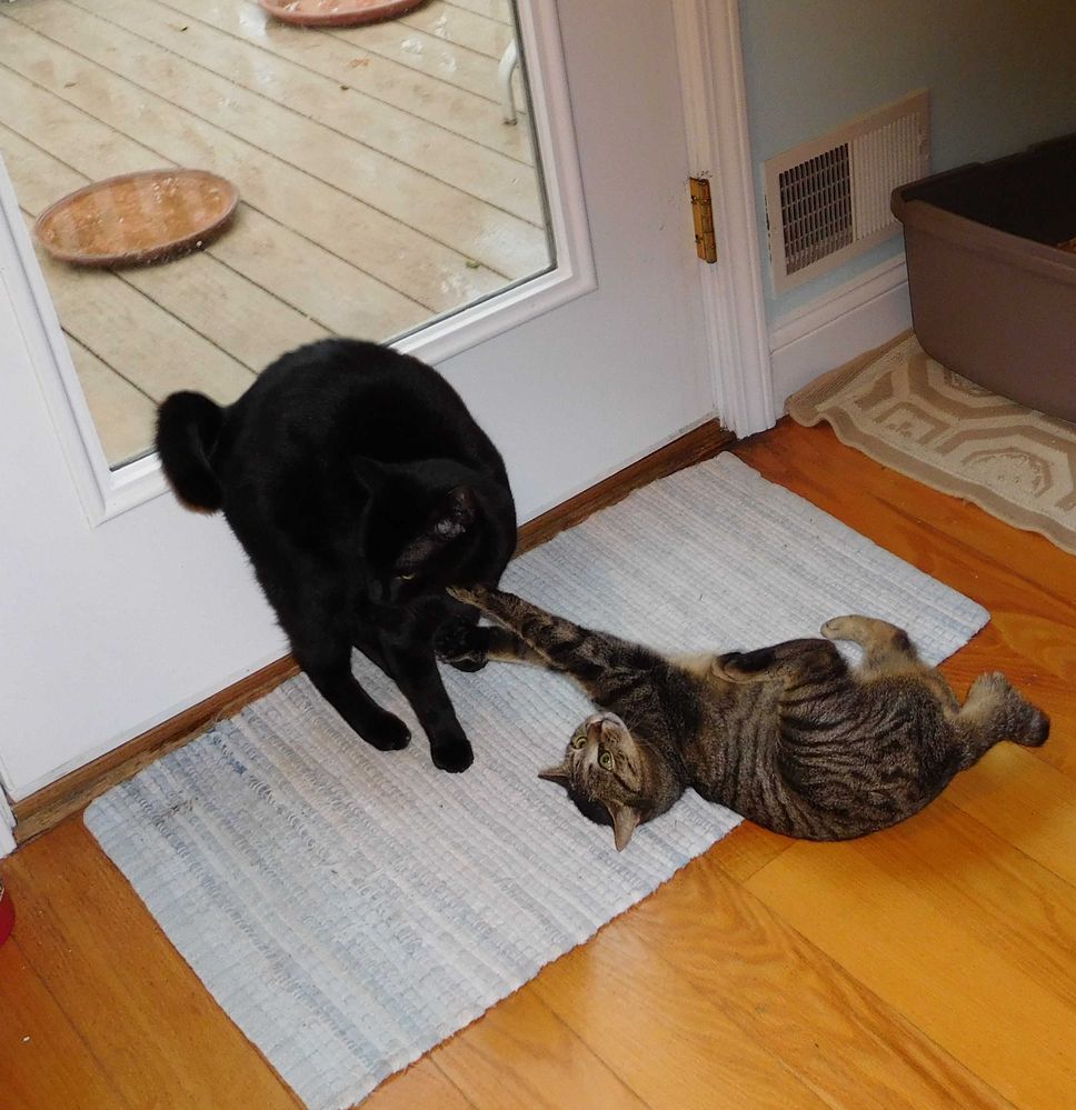 18-02-25 - Kinky & Blackie at Kitchen Door - 1 - Cropped.jpg