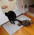 18-02-25 - Kinky & Blackie at Kitchen Door - 1 - Cropped.jpg