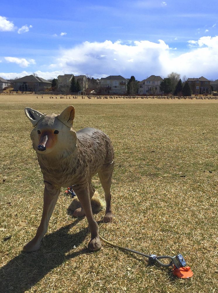 Plaster coyote protecting local field from geese.