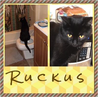 Ruckus.PNG
