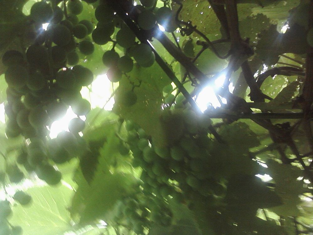 0808111357.jpg