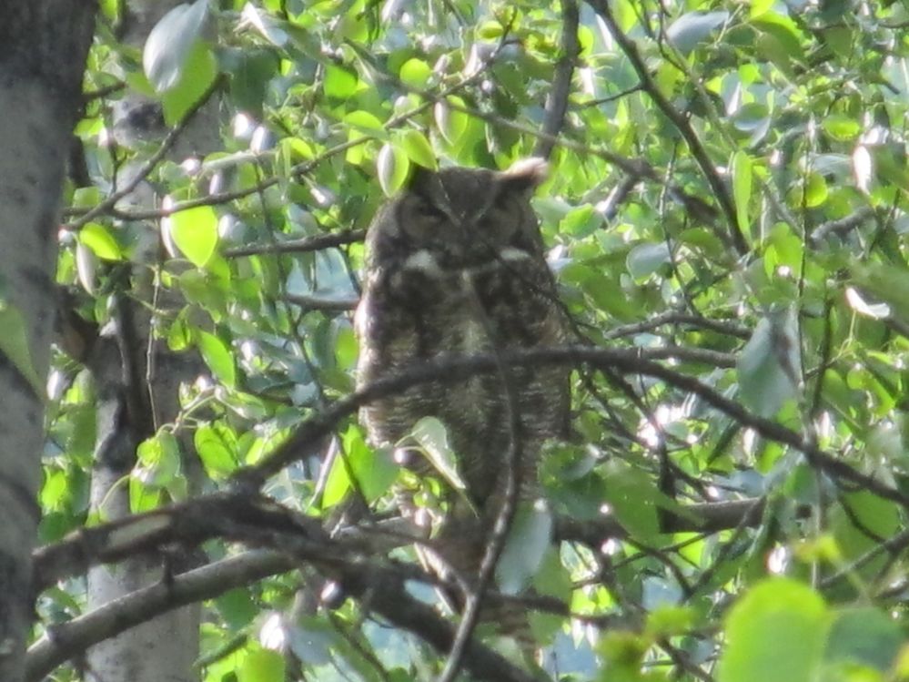 Big Owl in a park outside Seward