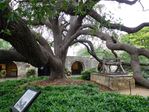 huge live oak at the Alamo