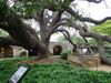 huge live oak at the Alamo