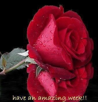RedRose-Week.jpg