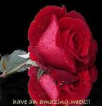 RedRose-Week.jpg