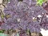 Purplekale.jpg