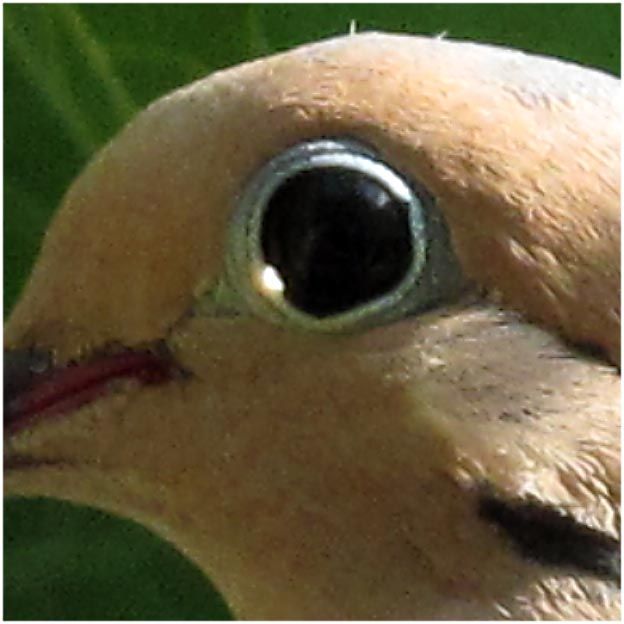 Doveye.jpg