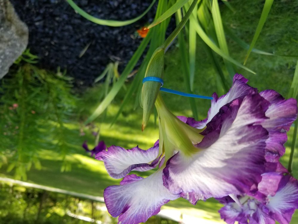 Iris A.jpg
