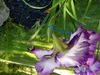 Iris A.jpg