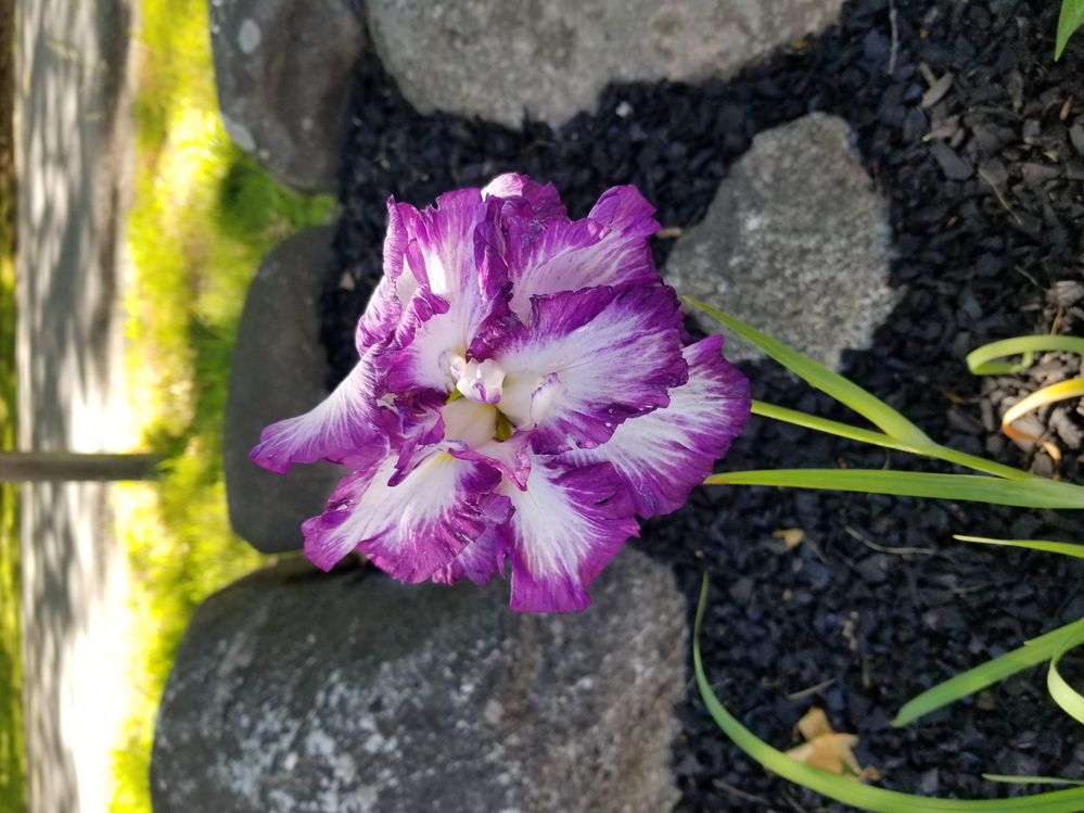 Iris B.jpg