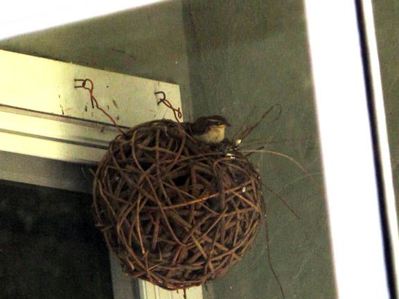 wren4.jpg