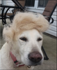 Kremlin Lapdog.png