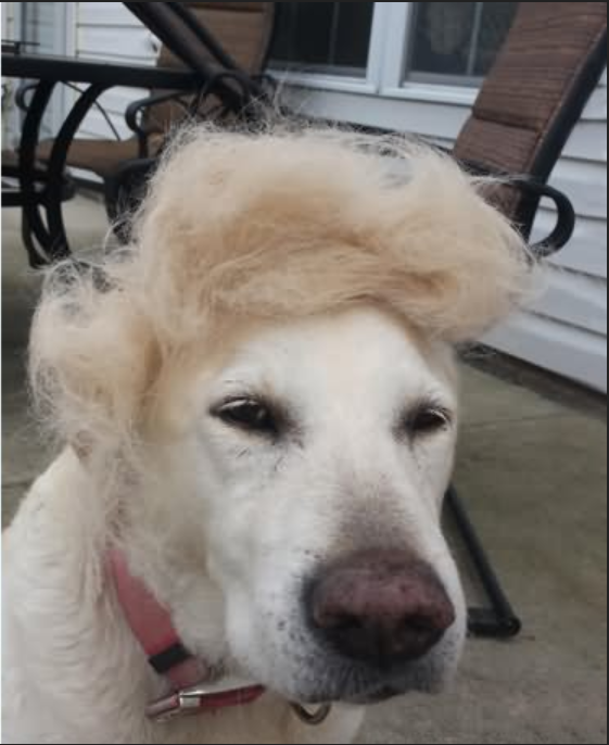 Kremlin Lapdog.png