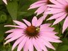 bee and coneflower.jpg