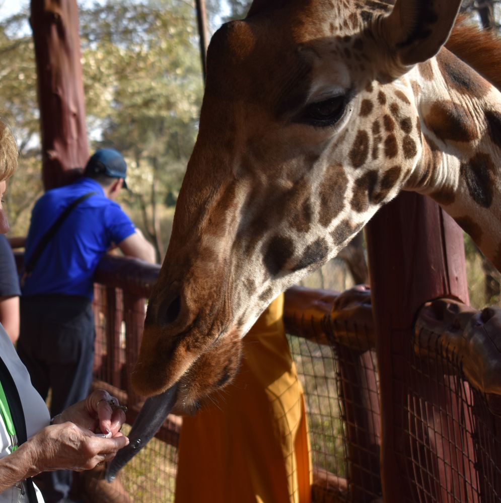 Rothschild giraffe