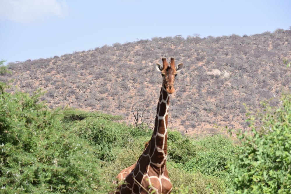 Reticulated giraffe