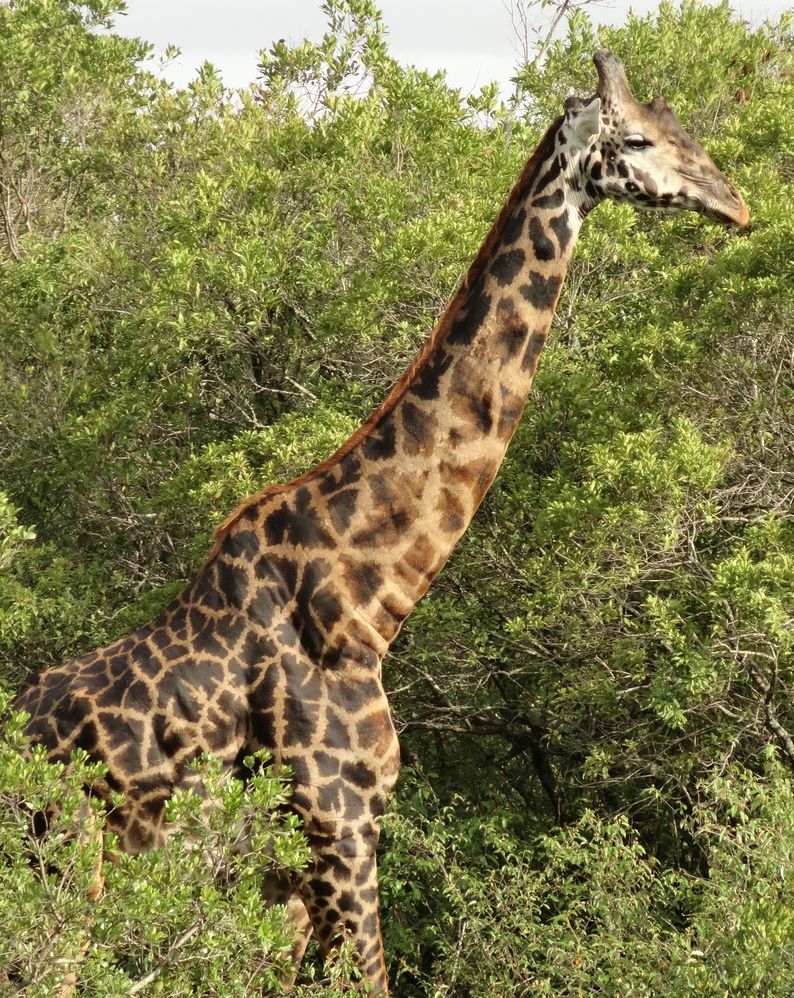 Masai giraffe