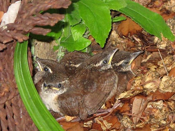 4wrens.jpg