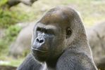 2434040-close-up-of-gorilla-troglodytes-gorilla--landscape-orientation_5.jpg