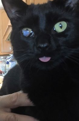 Oliver blep  cropped.jpg