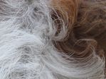 fur.jpg