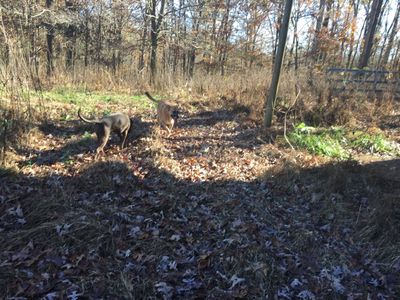 Ginger & Tessie, Thanksgiving 2018