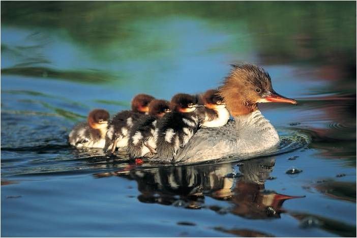 Ducks Unlimited