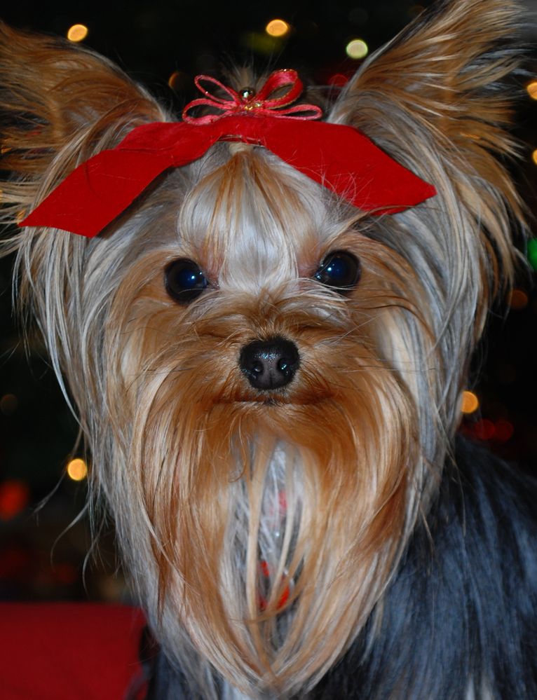 CeCe Xmas 2009-26.jpg