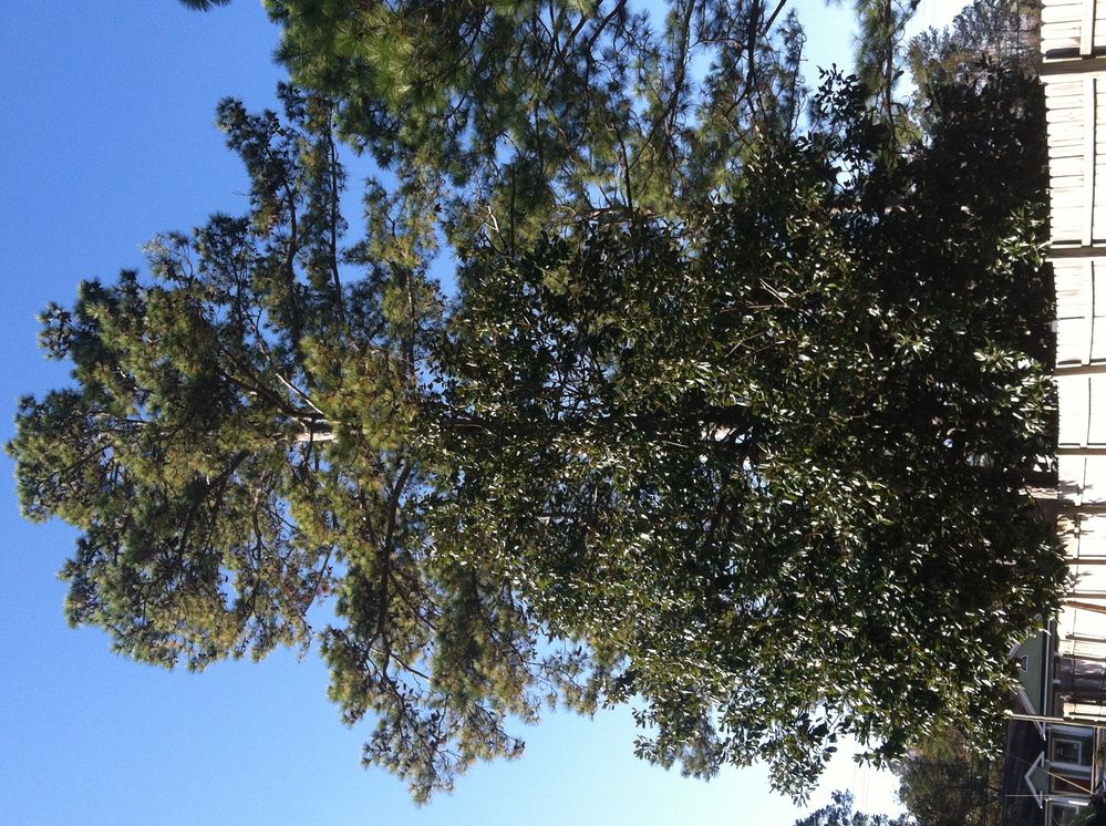 "Pine trees all around me!" - Magnolia