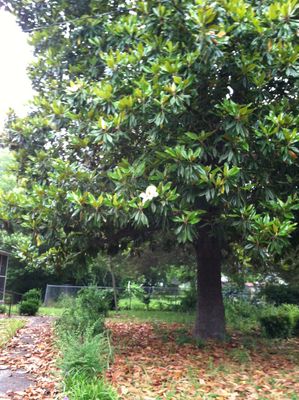 Mother's magnolia tree