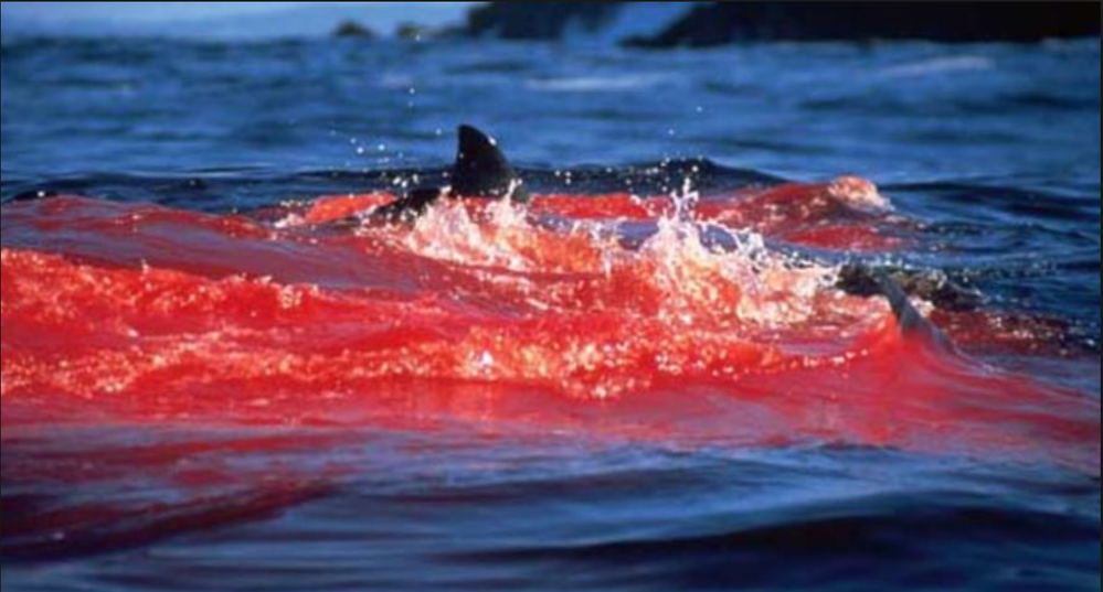 Blood in water.png