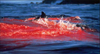 Blood in water.png
