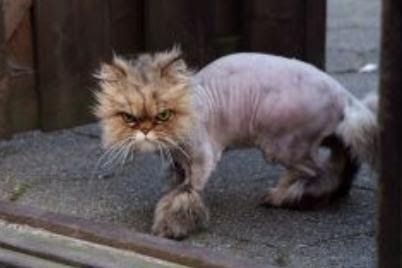 many ways to skin a cat.JPG