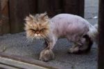 many ways to skin a cat.JPG