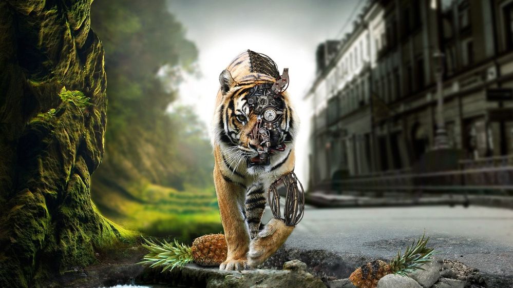 tiger.jpg