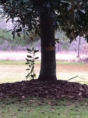 Protective magnolia mother