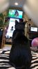 Delilah watches her fave team, the Pouncy Panthers, at Kitten Bowl V