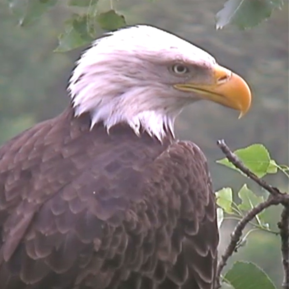 Decorah_female_bald_eagle_,_August_2011.png