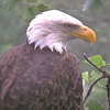 Decorah_female_bald_eagle_,_August_2011.png