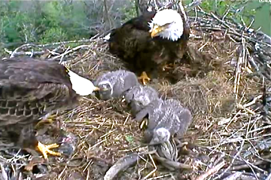Decorah_eaglets_being_fed_by_parents,_Spring_2012.png
