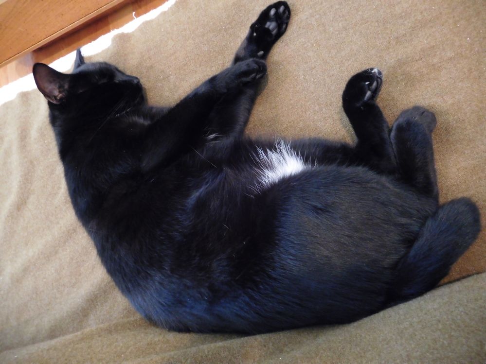18-09-28 - Blackie 2.JPG