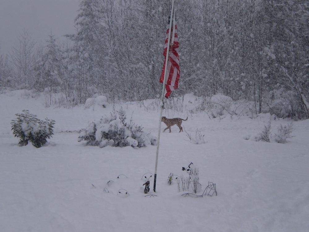 Winter Wonderland