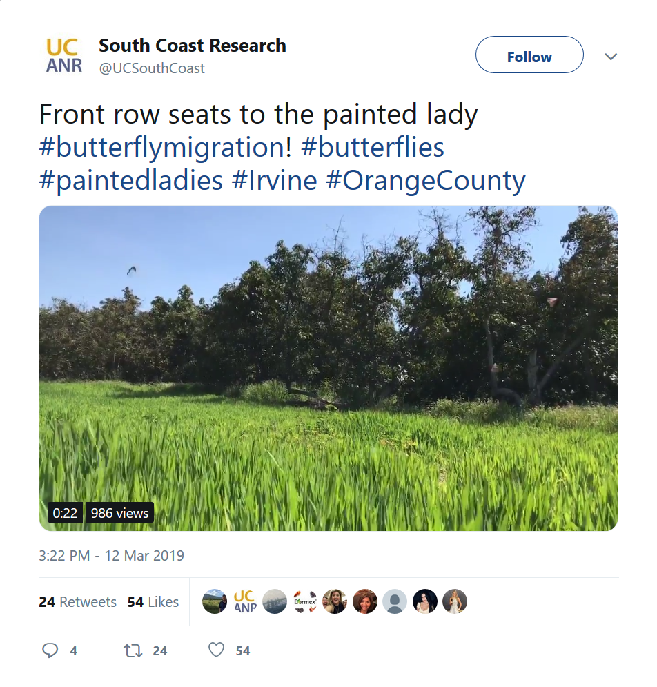 Butterflies.png