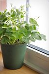 shamrocks-4020029_1280.jpg