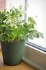 shamrocks-4020029_1280.jpg