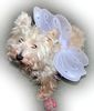 Fairy Sweet Belle.JPG